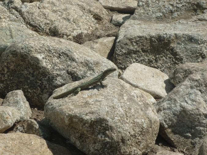 Rettili della Corsica